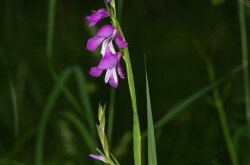 Réti kardvirág (Gladiolus imbricatus)