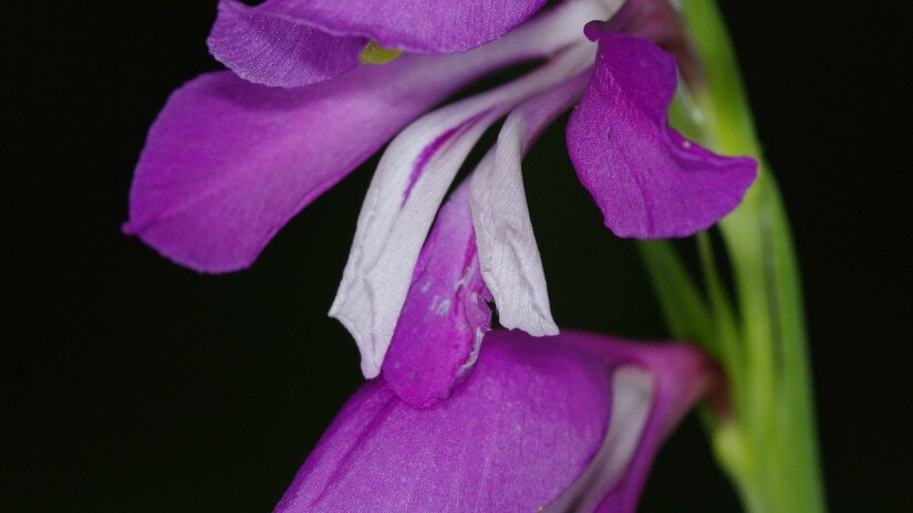 Réti kardvirág (Gladiolus imbricatus)