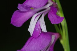 Réti kardvirág (Gladiolus imbricatus)