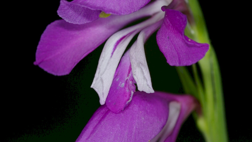 Réti kardvirág (Gladiolus imbricatus)