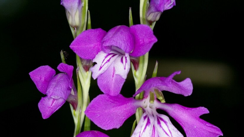 réti kardvirág (Gladiolus imbricatus)