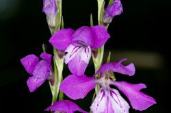 réti kardvirág (Gladiolus imbricatus)