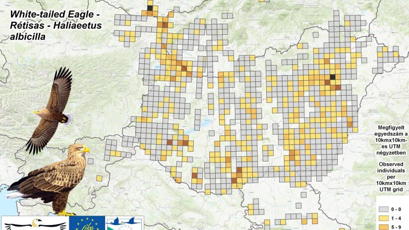 Rétisasok megfigyelési adatai a a Pannon-régióban