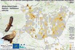 Rétisasok megfigyelési adatai a a Pannon-régióban