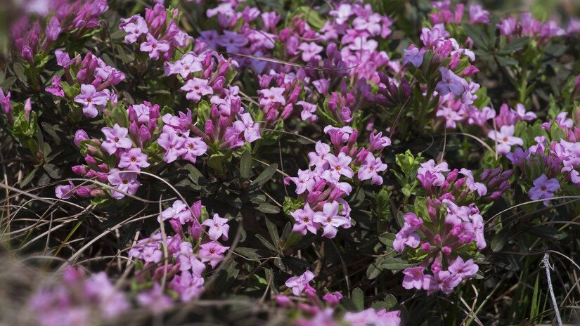 Rose daphne (Daphne cneorum)