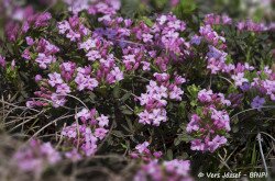 Rose daphne (Daphne cneorum)