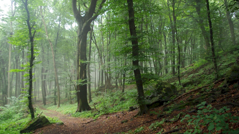 Rotbuche (Fagus sylvatica) Wald - Tátika