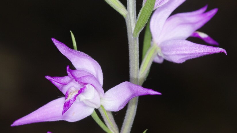 Rote Waldvöglein (Cephalanthera rubra)