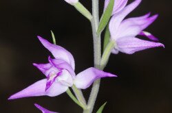 Rote Waldvöglein (Cephalanthera rubra)