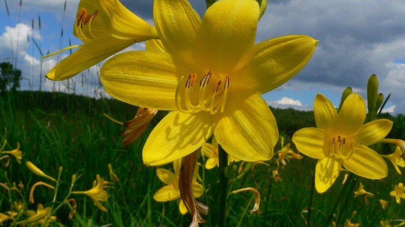 Sárgaliliom (Hemerocallis lilio-asphodelus)