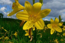 Sárgaliliom (Hemerocallis lilio-asphodelus)