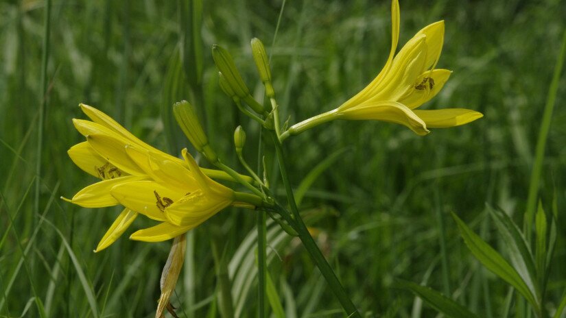 Sárgaliliom (Hemerocallis lilio-asphodelus)