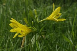 Sárgaliliom (Hemerocallis lilio-asphodelus)