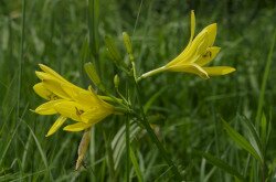 Sárgaliliom (Hemerocallis lilio-asphodelus)