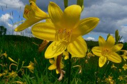 Sárgaliliom (Hemerocallis lilio-asphodelus)