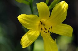 Sárga sásliliom (Hemerocallis lilioasphodelus)