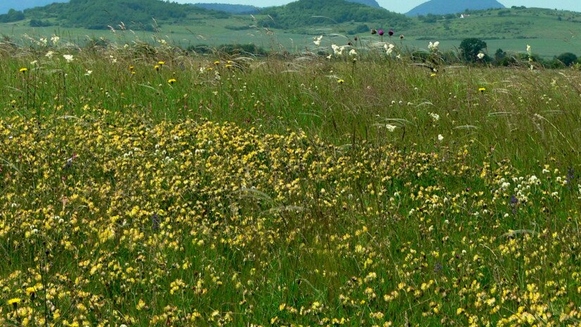 Sásdi-meadow in the Káli Basin