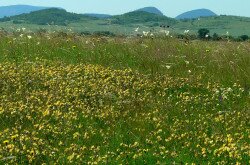 Sásdi-meadow in the Káli Basin