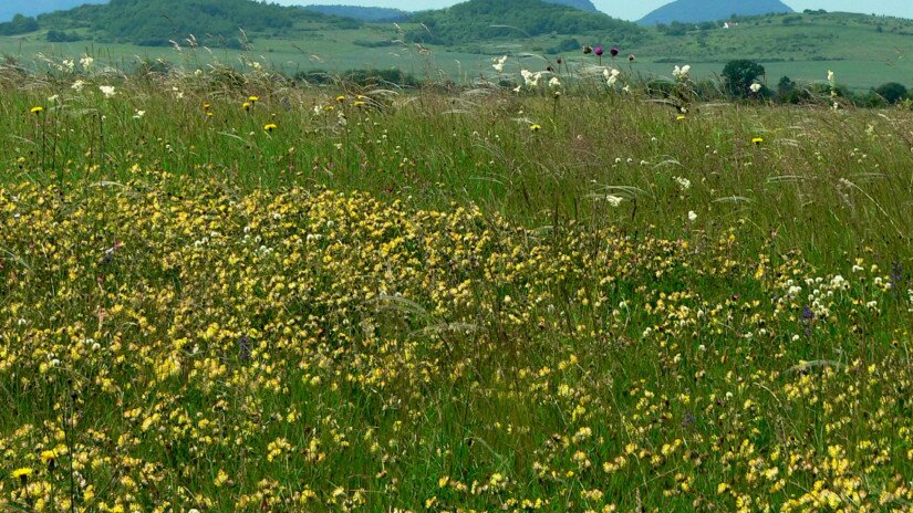 Sásdi-Wiese im Káli-Becken