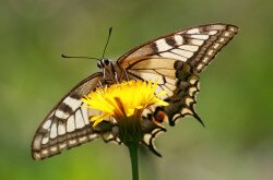  Schwalbenschwanz (Papilio machaon)