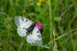 Schwarze Apollo (Parnassius mnemosyne) im Káli-Becken