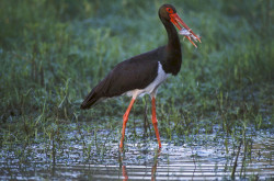  Schwarzstorch (Ciconia nigra)