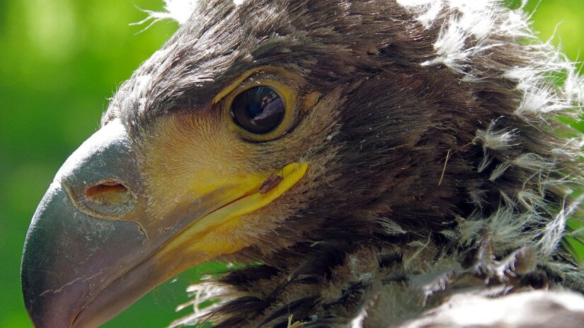 Seeadler 