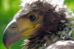 Seeadler 