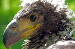 Seeadler 