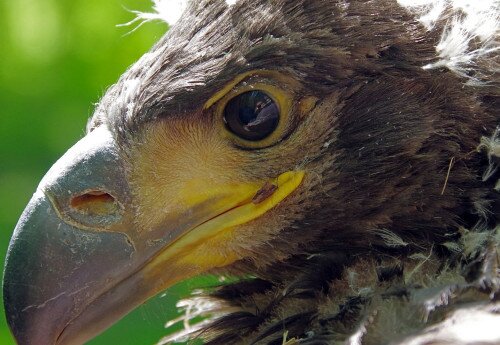 Vogelreservat  in Zalakomár