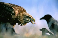 Seeadler mit Nebelkrähen