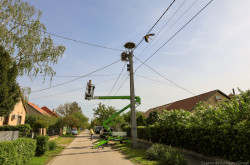 Segítő beavatkozás egy gólyapár költésébe