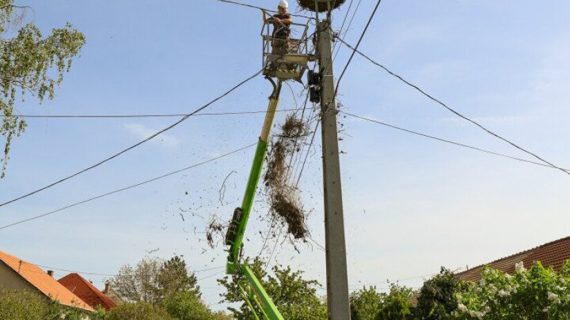 Segítő beavatkozás egy gólyapár költésébe