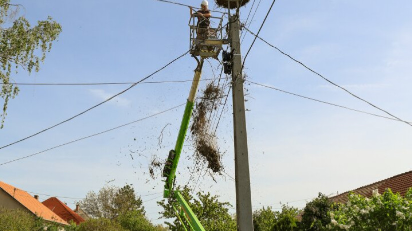 Segítő beavatkozás egy gólyapár költésébe
