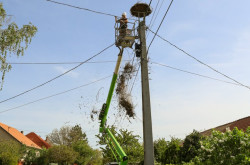 Segítő beavatkozás egy gólyapár költésébe