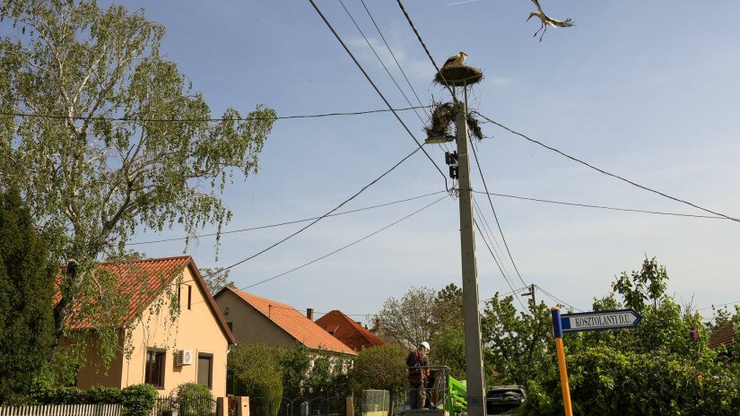 Segítő beavatkozás egy gólyapár költésébe