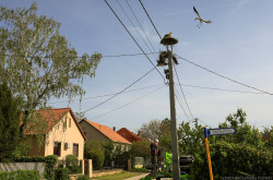 Segítő beavatkozás egy gólyapár költésébe