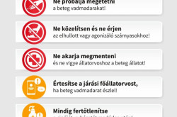 Segítse a madárinfluenza megfékezését! - szóróanyag NÉBIH