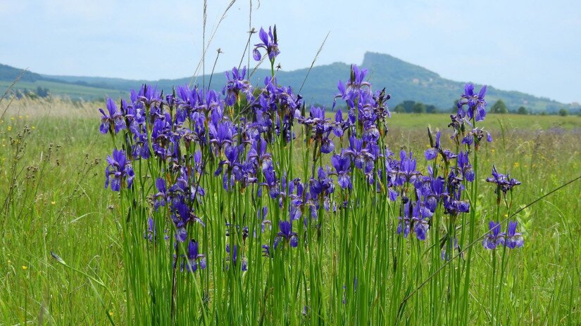 Siberian iris (Iris sibirica) in the Káli Basin