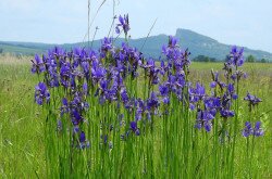 Siberian iris (Iris sibirica) in the Káli Basin