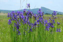 Siberian iris (Iris sibirica) in the Káli Basin