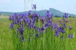 Sibirische Schwertlilie (Iris sibirica)