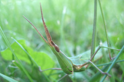 Sisakos sáska portré