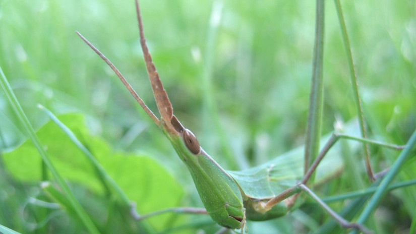 Sisakos sáska portré