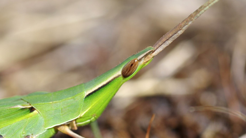 Sisakos sáska portré