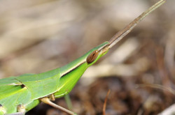 Sisakos sáska portré