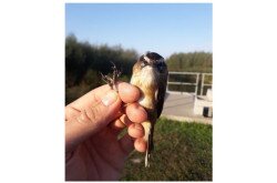 Sitke görög gyűrűvel a Kis-Balatonon. Kollégánk gyűrűzte a Sagiada környéki nádasban.