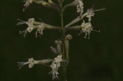 Sokvirágú habszegfű (Silene multiflora)