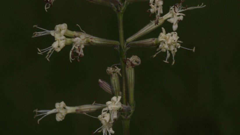 Sokvirágú habszegfű (Silene multiflora)