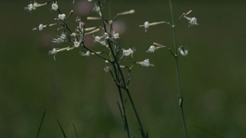 Sokvirágú habszegfű (Silene multiflora)